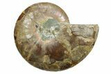 Cut & Polished Ammonite Fossil (Half) - Madagascar #347510-1